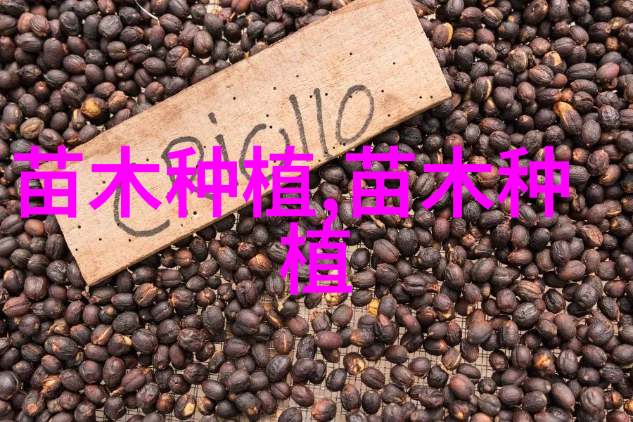 侧柏怎么种植