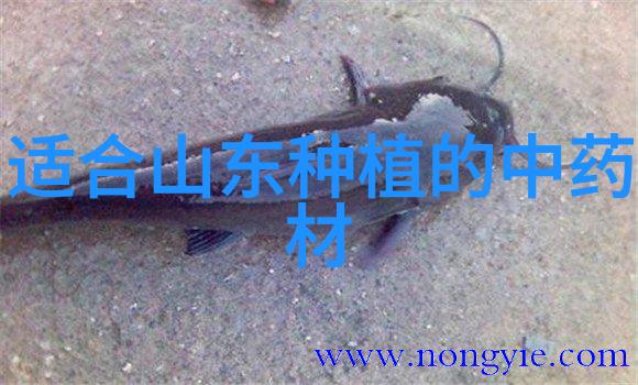 天麻冬春季怎样管理